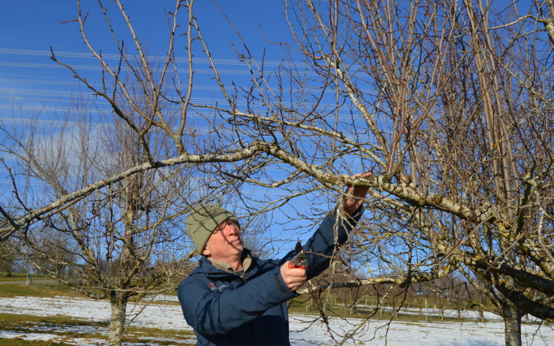 Obstbaum-Schnittkurse gut besucht